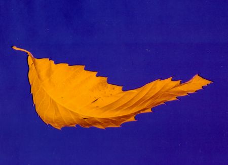 FAC 183 True Faith; front cover detail