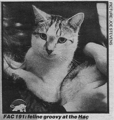 FAC 191: Feline groovy at the Haç; The Hacienda Cat; Picture: Joe Stevens